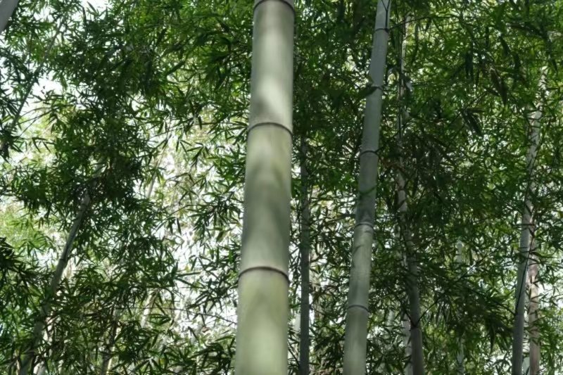 周至縣張龍村“竹?！?。李銳攝