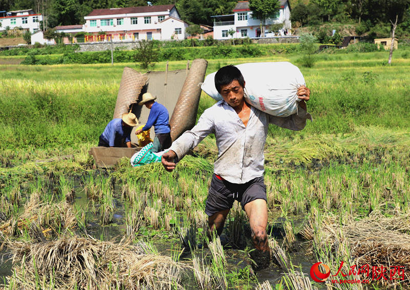 農(nóng)民在稻田地里一片繁忙景象。人民網(wǎng)記者孫挺 攝
