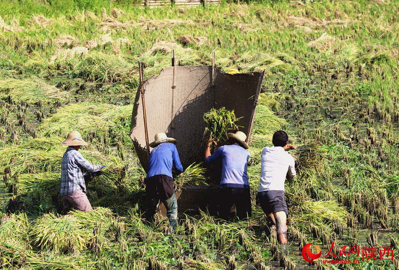 農(nóng)民在稻田地里一片繁忙景象。人民網(wǎng)記者孫挺 攝
