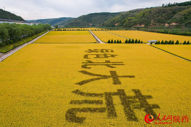 綠色北大荒。人民網(wǎng) 黨童攝