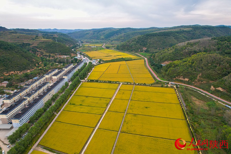 山中的稻田。人民網(wǎng) 黨童攝