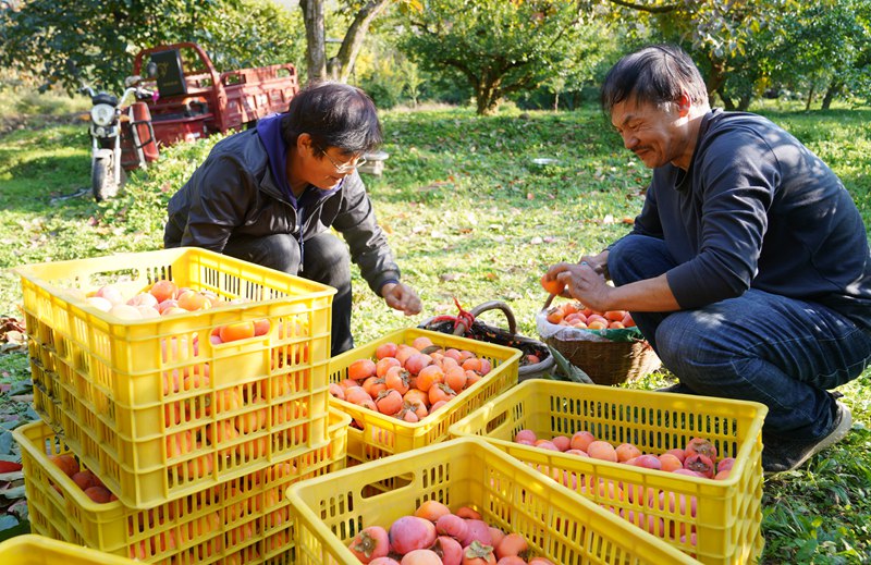 果農(nóng)忙著采摘、分揀、裝筐、運(yùn)輸，一派豐收景象。王三合攝