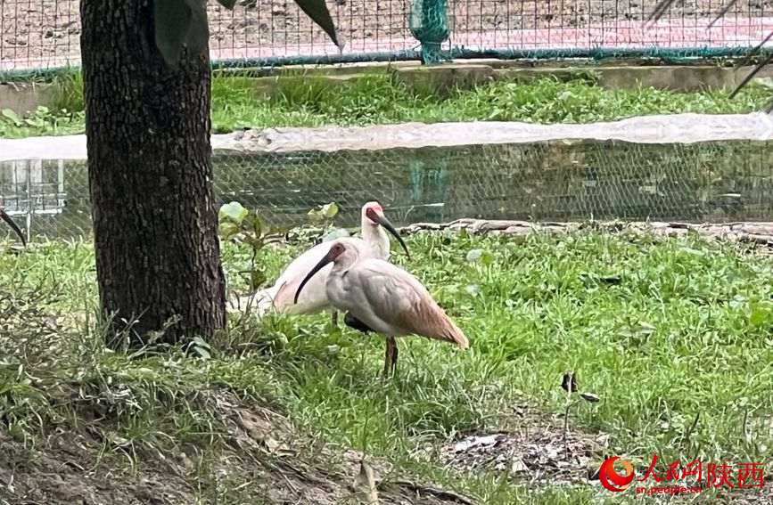 動保站的馴化網(wǎng)籠內(nèi)，受傷朱鹮正在逐漸恢復。人民網(wǎng)記者 鄧楠攝