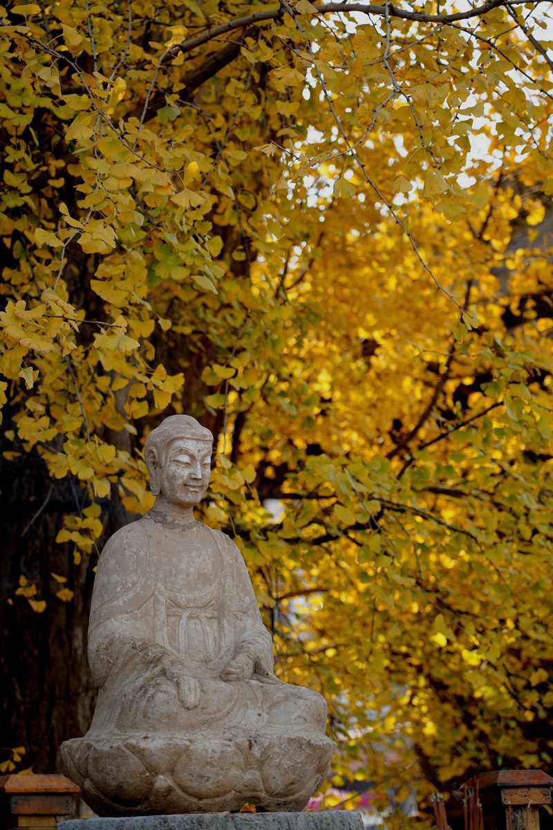 百塔寺內(nèi)古銀杏樹已進入觀賞期。楊凱 攝