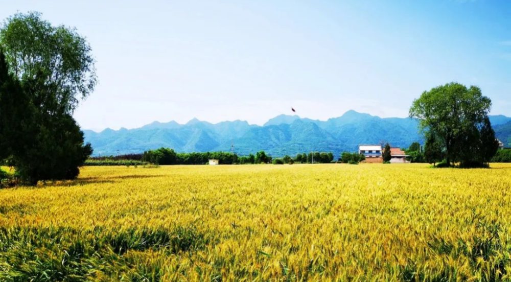  西安：爭分奪秒 積極應對 全力以赴打好“三夏”攻堅戰(zhàn)