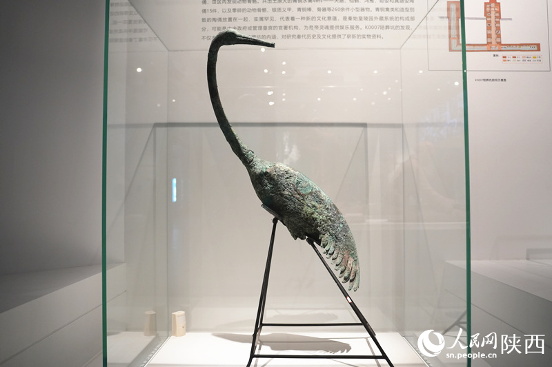 “何止秦俑---秦陵苑囿之K0007陪葬坑”展覽于1月31日開(kāi)展。李志強(qiáng) 攝