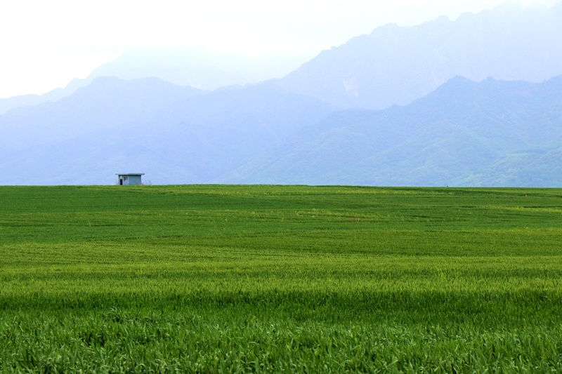 3月21日，秦嶺山腳下，有著“萬(wàn)畝糧倉(cāng)”之稱(chēng)的西安市長(zhǎng)安區(qū)神禾塬，萬(wàn)畝麥田呈現(xiàn)出一派綠油油的景象。楊凱攝