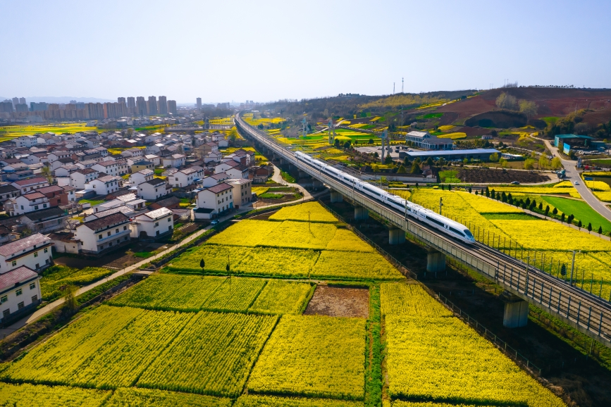 高鐵動(dòng)車組穿越油菜花海。劉一江攝