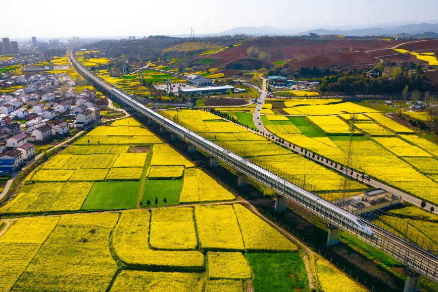 高鐵動(dòng)車組穿越油菜花海。劉一江攝
