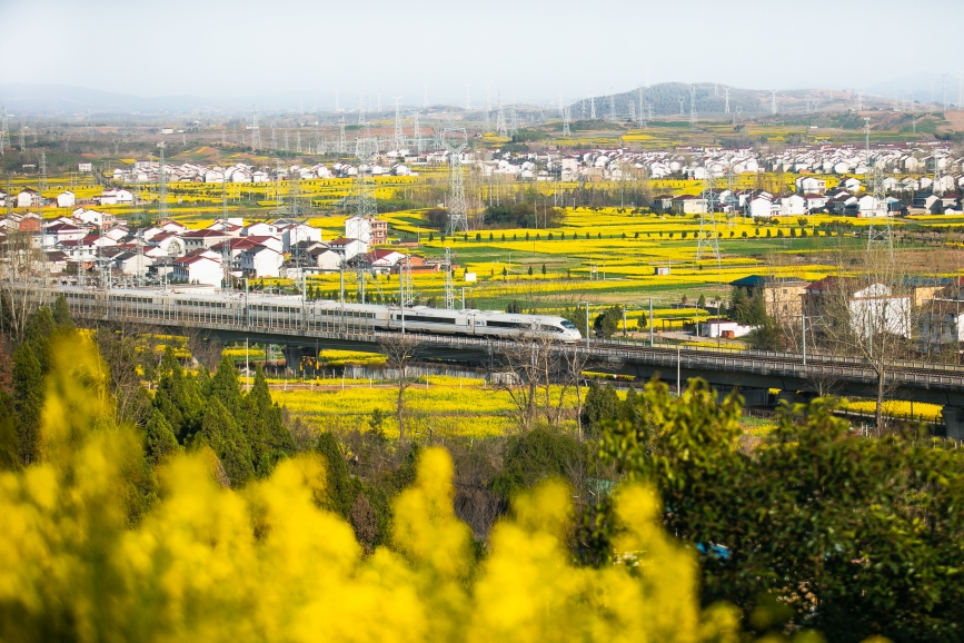 高鐵動(dòng)車(chē)組穿越油菜花海。劉一江攝