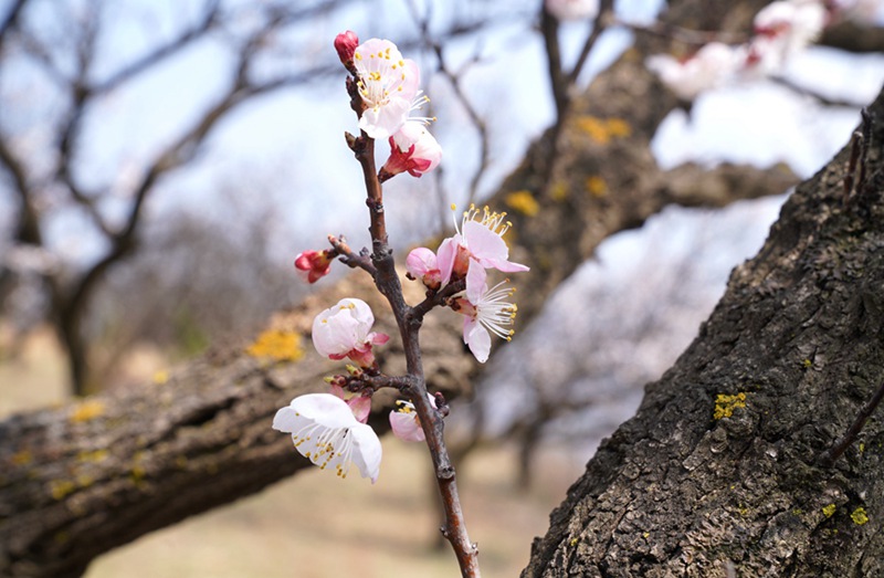 3月25日，西安市臨潼區(qū)仁宗街道莊王村官溝組杏花嶺上的杏花迎風(fēng)怒放。王三合攝