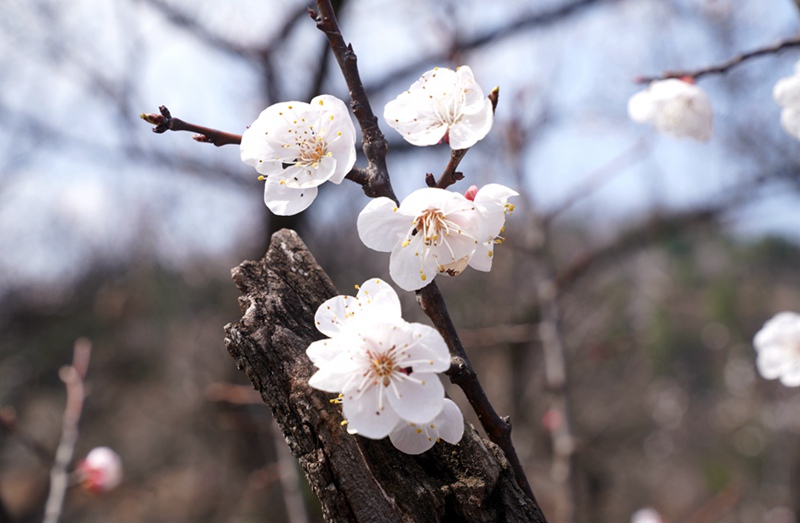 3月25日,西安市臨潼區(qū)仁宗街道莊王村官溝組杏花嶺上的杏花迎風(fēng)怒放。王三合攝