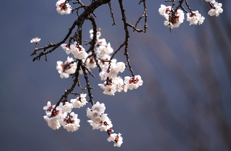 3月25日，西安市臨潼區(qū)仁宗街道莊王村官溝組杏花嶺上的杏花迎風(fēng)怒放。王三合攝