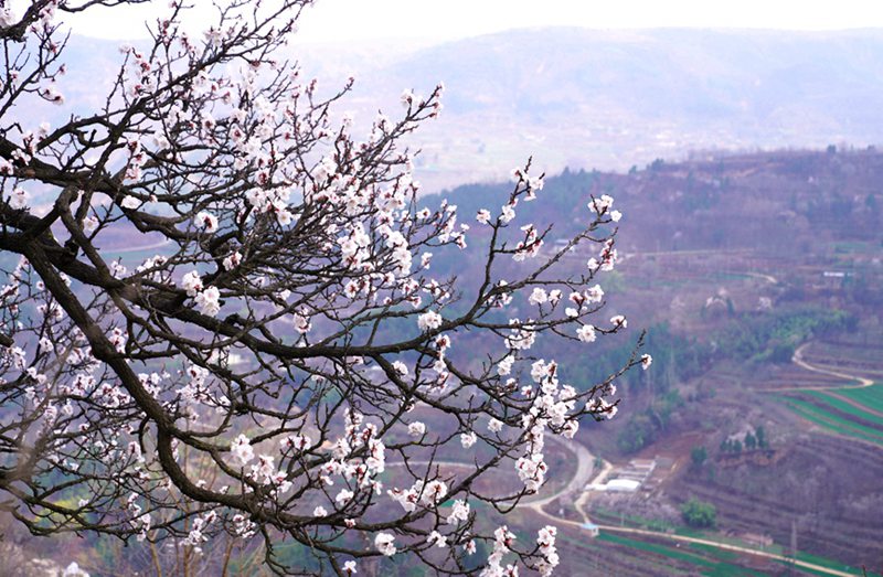3月25日，西安市臨潼區(qū)仁宗街道莊王村官溝組杏花嶺上的杏花迎風(fēng)怒放。王三合攝