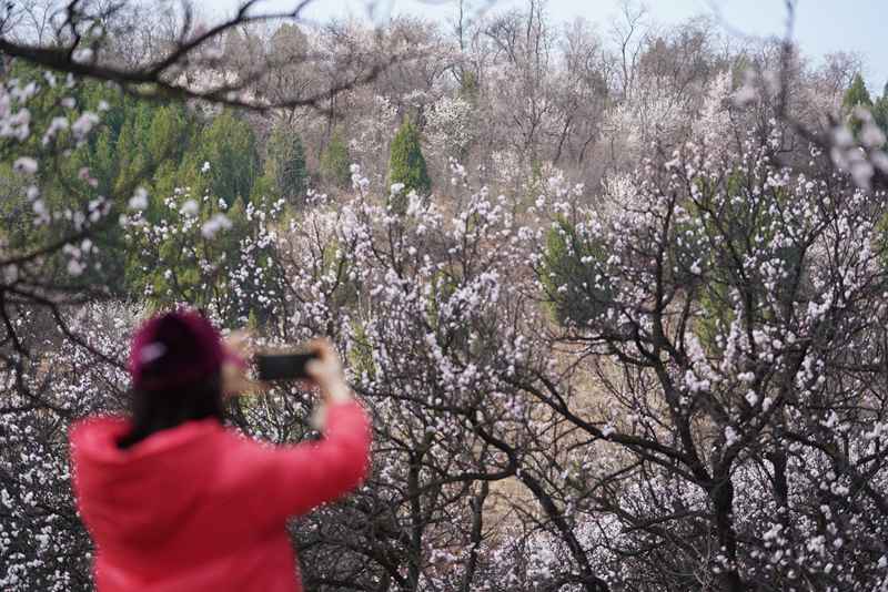 3月25日，游客在杏花嶺上賞花打卡。王三合攝
