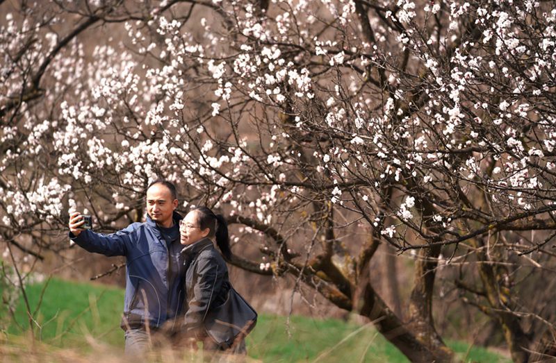 3月25日，游客在杏花嶺上賞花打卡。王三合攝