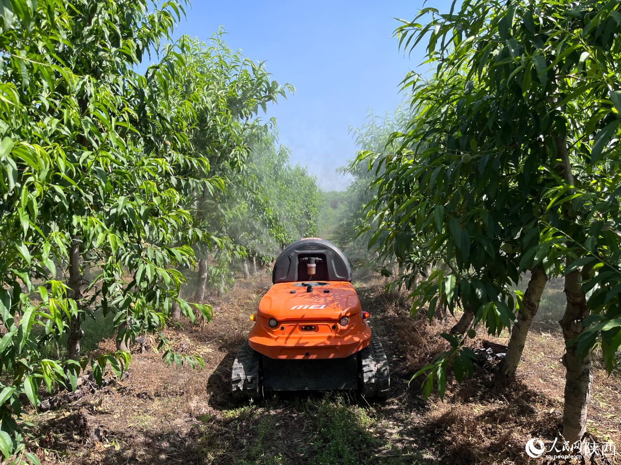 M200農(nóng)業(yè)無(wú)人車在果園進(jìn)行噴灑作業(yè)。人民網(wǎng)記者 吳超攝
