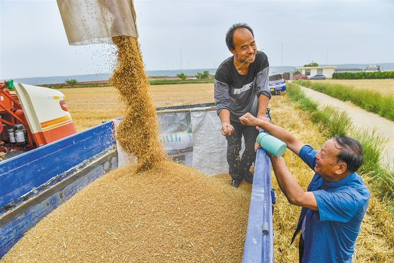 6月1日，在西安市八里塬，萬(wàn)畝小麥進(jìn)入成熟期，收割機(jī)穿梭田間搶收小麥。袁景智攝