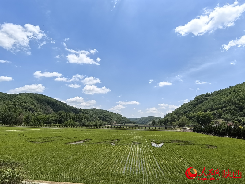 眼前的南泥灣，稻田青青，如詩(shī)如畫(huà)。人民網(wǎng)記者 賈凱璐攝