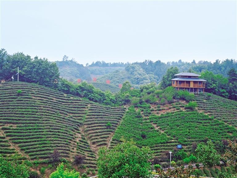 茶產(chǎn)業(yè)是商南縣農(nóng)業(yè)首位產(chǎn)業(yè)，是群眾增收的重要來(lái)源。圖為商南縣富水鎮(zhèn)的茶海公園（資料照片）。王佳偉攝