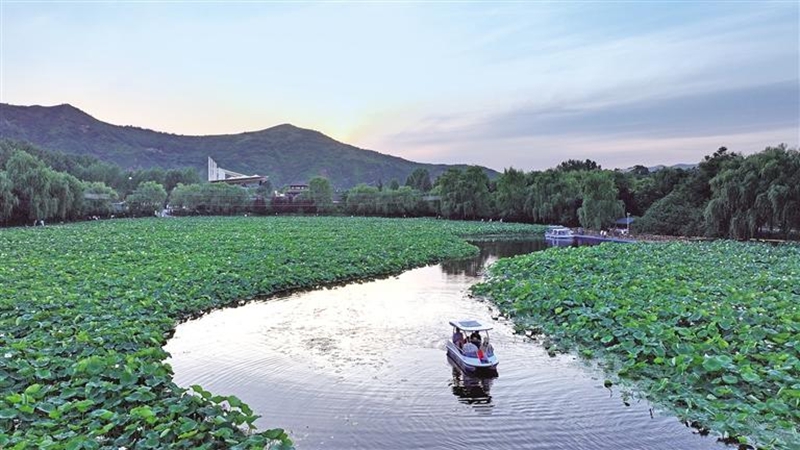 7月2日，在丹鳳縣棣花古鎮(zhèn)，夕陽(yáng)下的荷塘與游船相映成趣，讓游客流連忘返。母家亮攝
