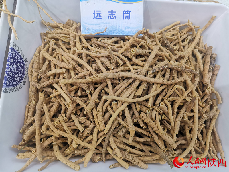 中藥材遠(yuǎn)志。人民網(wǎng) 王麗攝