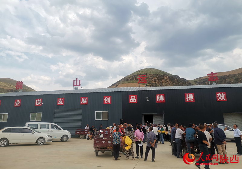 馮家峁村的村民正在領(lǐng)取遠(yuǎn)志種子。人民網(wǎng) 王麗攝