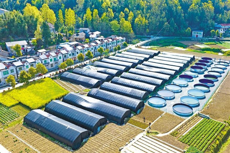 陰縣漢陽鎮(zhèn)交通村陸基桶和蔬菜大棚。 