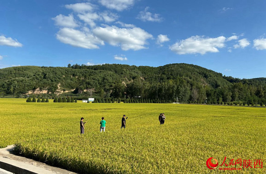 游客在南泥灣景區(qū)拍照。 人民網(wǎng) 吳德鋒攝