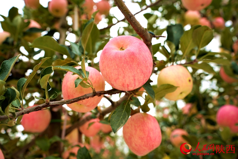 9月的果園，紅彤彤的蘋果掛滿枝頭。人民網(wǎng)記者 孫挺攝