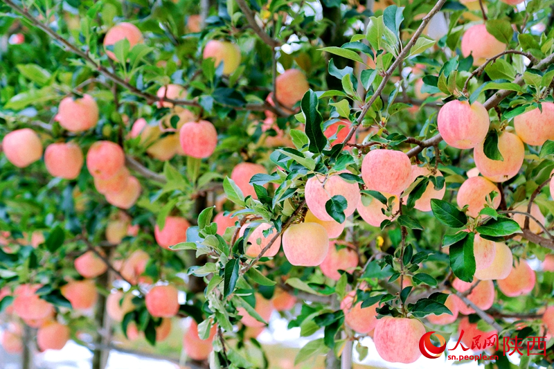 9月的果園，紅彤彤的蘋果掛滿枝頭。人民網(wǎng)記者 孫挺攝