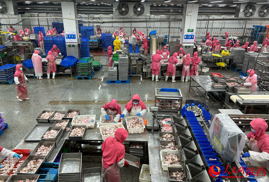 蒲城縣一家食品公司的工人在生產(chǎn)車間忙碌。
