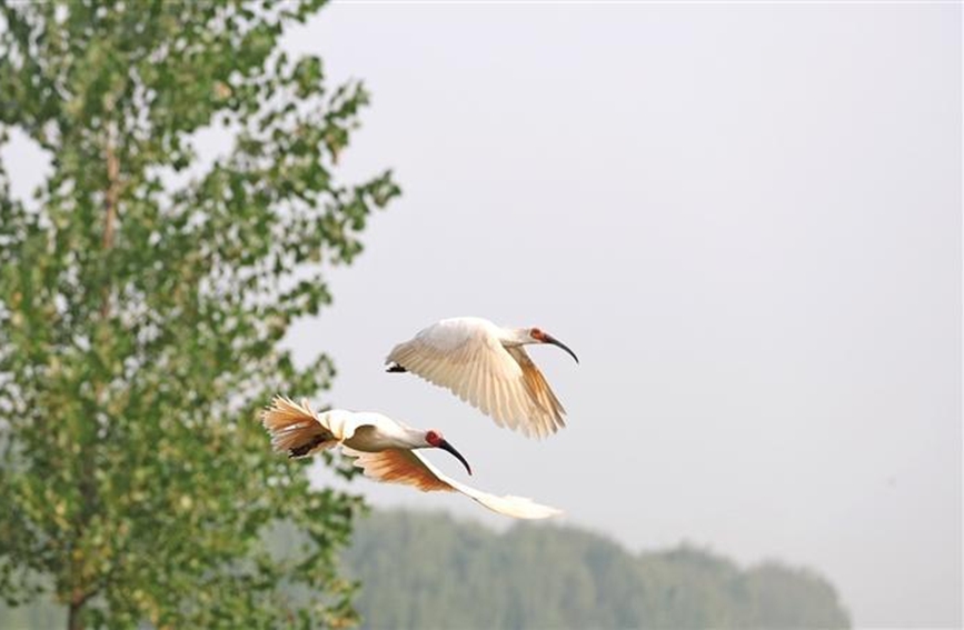10月15日，在咸陽市渭河秦都段細(xì)柳營濕地，朱鹮放飛野外活動(dòng)舉行。圖為展翅翱翔的朱鹮。