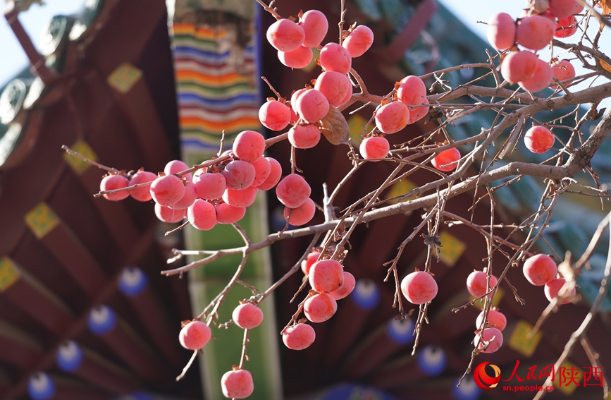 沉甸甸的柿子像一盞盞火紅的小燈籠掛在枝頭。人民網(wǎng)記者 賈凱璐攝