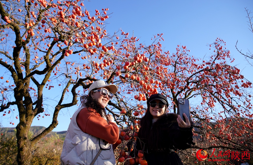 游客在柿子樹(shù)旁拍照打卡。人民網(wǎng)記者 賈凱璐攝