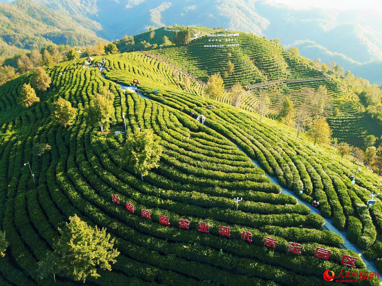 鳳凰山茶園。吳超攝