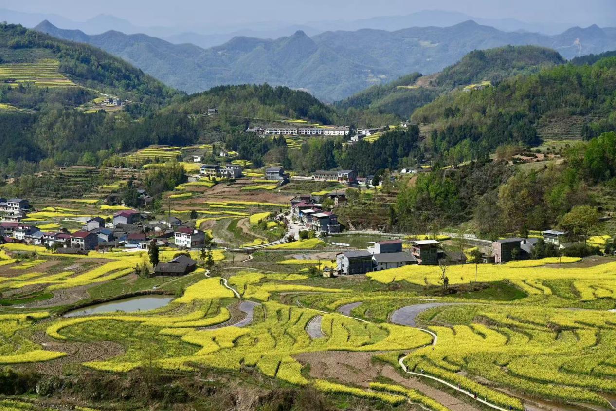 鳳堰梯田。呂撐峰攝