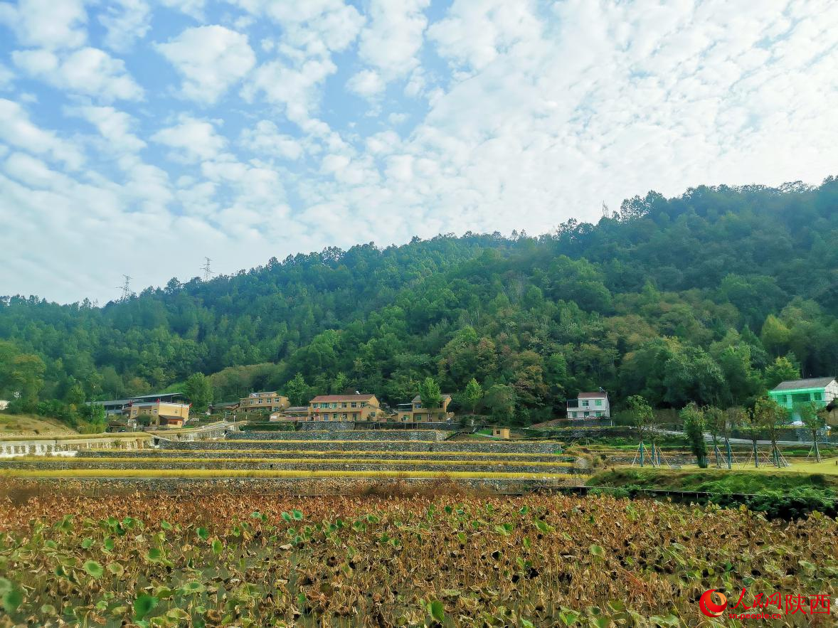 安康“朱鹮小鎮(zhèn)”。人民網(wǎng) 王麗攝