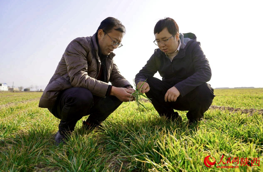 西安市臨潼區(qū)雨金街道任陳村高標(biāo)準(zhǔn)農(nóng)田示范區(qū)，農(nóng)技人員正在查看土壤墑情。人民網(wǎng)記者 鄒星攝
