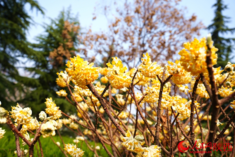 西安環(huán)城公園內(nèi)結(jié)香花爭相開放。人民網(wǎng)記者 孫挺攝