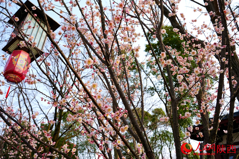 3月7日,西安興慶宮公園,梅花競(jìng)相綻放。人民網(wǎng)記者 孫挺攝