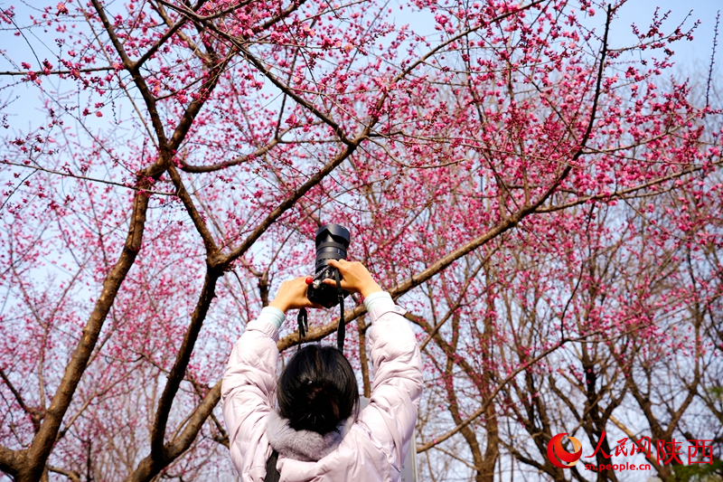 市民游客在西安環(huán)城公園賞花、拍照留念。人民網(wǎng)記者 孫挺攝