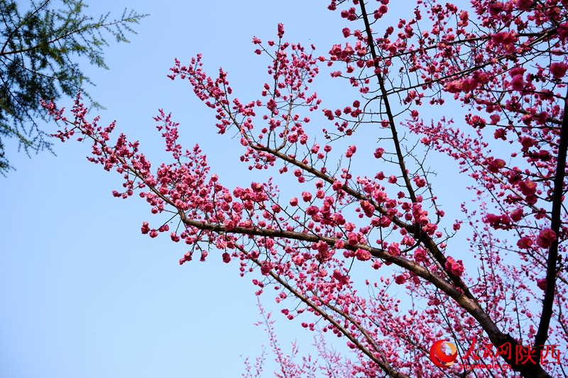 西安環(huán)城公園，春色已躍然枝頭。人民網(wǎng)記者 孫挺攝