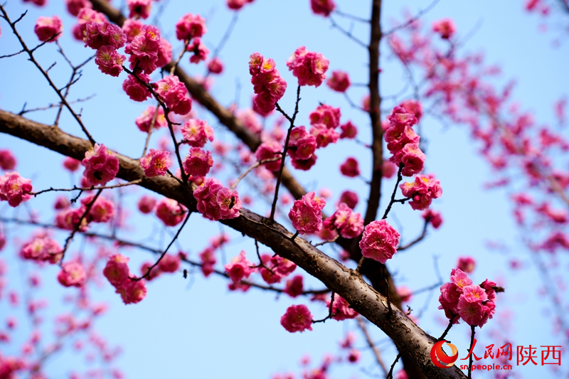 西安環(huán)城公園，春色已躍然枝頭。人民網(wǎng)記者 孫挺攝