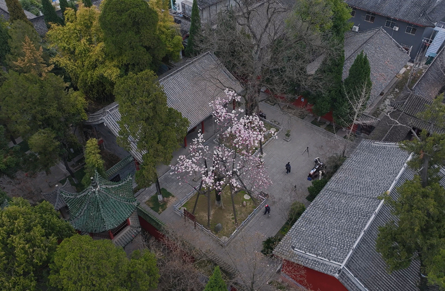 古樸建筑與清麗婉約的旱蓮花相互輝映。尹清源 攝