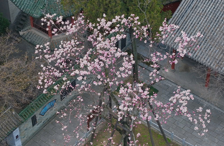 古樸建筑與清麗婉約的旱蓮花相互輝映。尹清源 攝