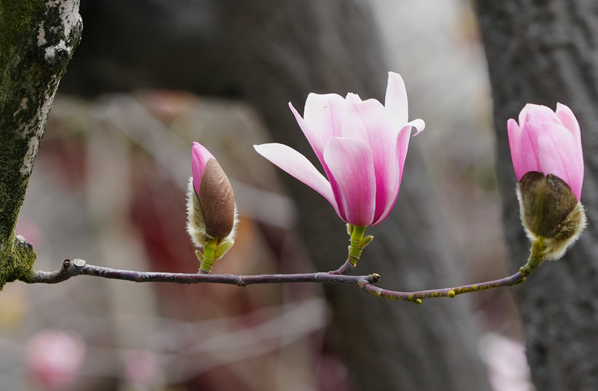 陜西省漢中市勉縣的武侯祠景區(qū)內(nèi)，古旱蓮如約盛開。張一鳴 攝