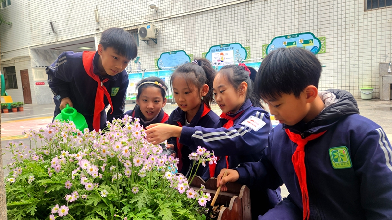 3月10日，西安市蓮湖區(qū)青年路小學(xué)植物養(yǎng)護小隊的同學(xué)們?yōu)檎湎l危植物“陜西羽葉報春”澆水、除草。西安市蓮湖區(qū)青年路小學(xué)供圖