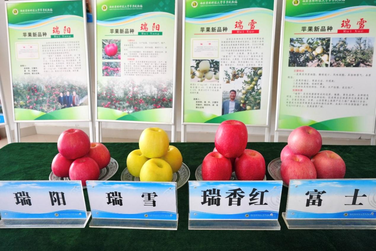白水縣是“三瑞”蘋果的發(fā)源地。尹昊然攝