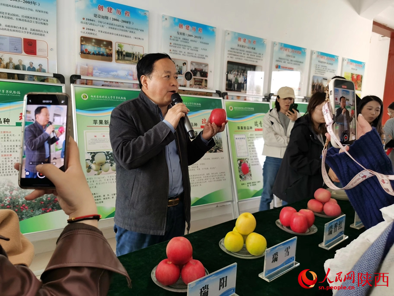 高華向記者展示蘋果新品種。人民網(wǎng)記者 白鴿攝